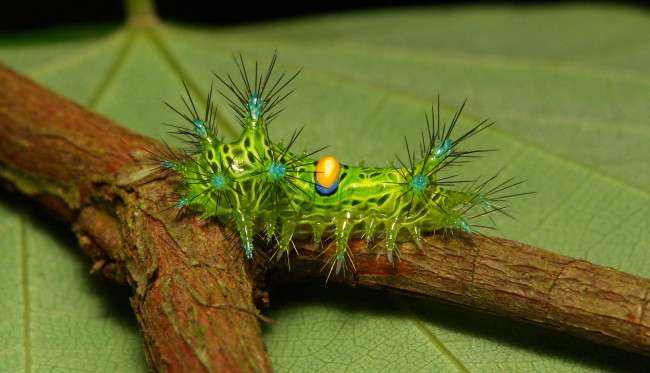 Обои картинки фото животные, гусеницы, макро