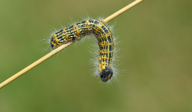 Обои картинки фото животные, гусеницы, гусеница