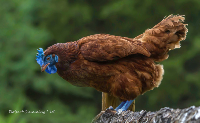 Обои картинки фото животные, куры,  петухи, курица