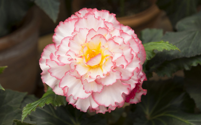 Обои картинки фото цветы, бегония, макро