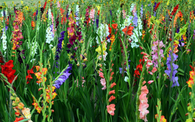 Обои картинки фото цветы, гладиолусы, много