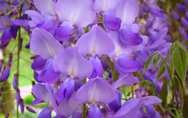 Обои картинки фото цветы, глициния, вистерия