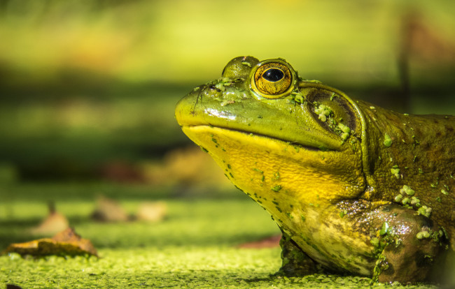 Обои картинки фото животные, лягушки, лягушка