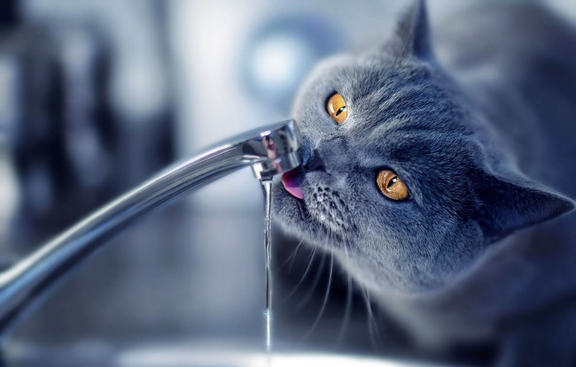 Обои картинки фото кот, животные, коты, животное