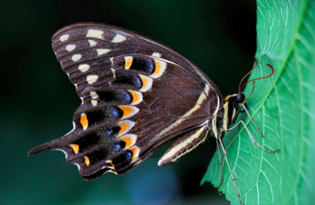 Обои картинки фото животные, бабочки,  мотыльки,  моли, макро