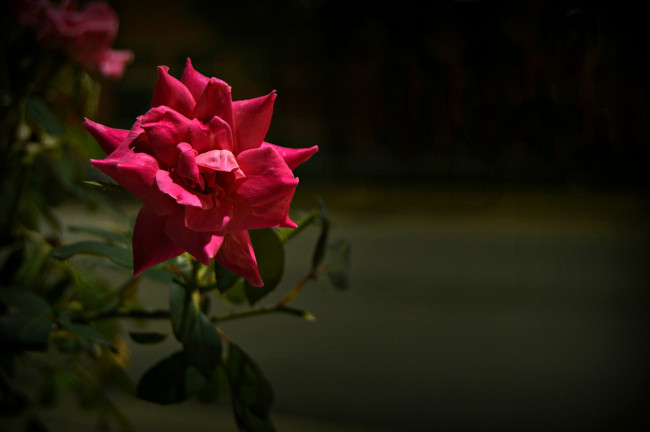 Обои картинки фото цветы, розы, роза