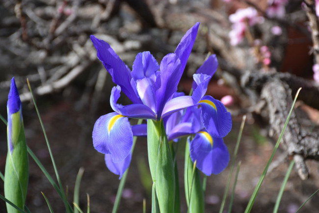 Обои картинки фото цветы, ирисы