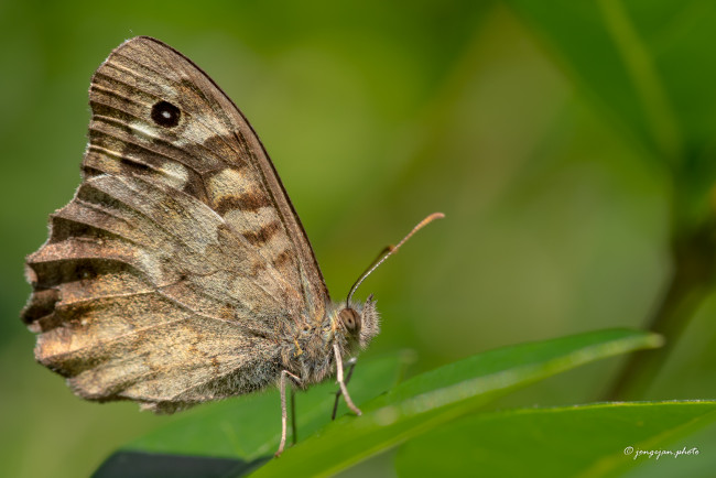 Обои картинки фото животные, бабочки,  мотыльки,  моли, макро