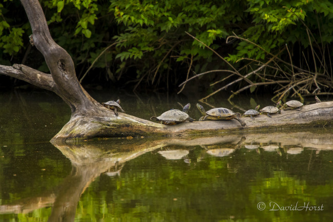 Обои картинки фото животные, Черепахи, черепахи