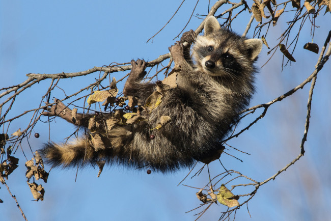 Обои картинки фото животные, еноты, детёныш, енот, ветки, на, дереве