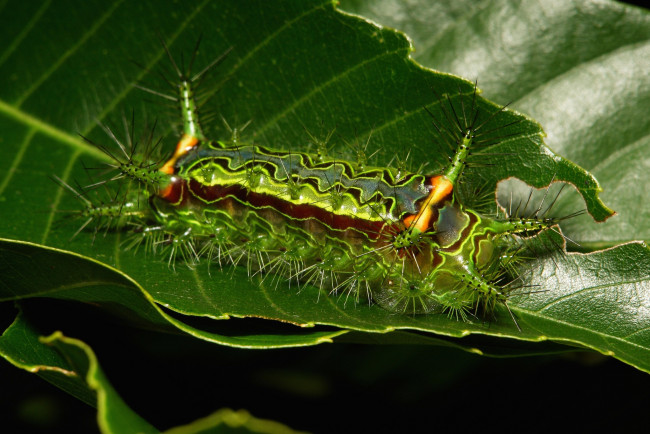 Обои картинки фото животные, гусеницы, макро