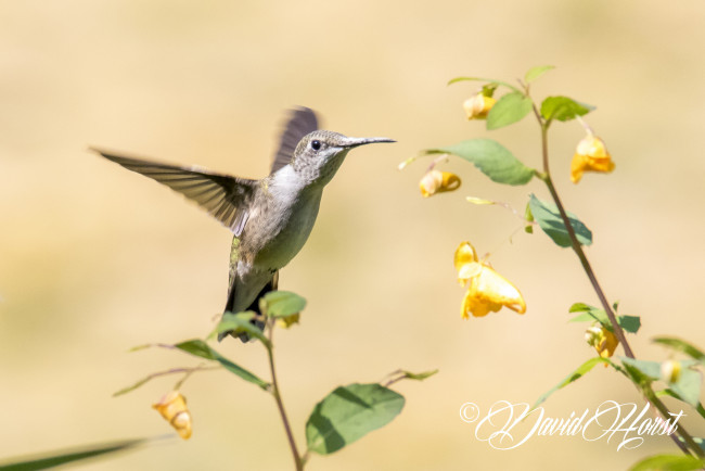 Обои картинки фото животные, колибри