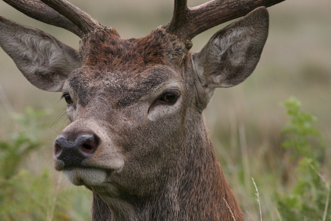 Обои картинки фото животные, олени, олень