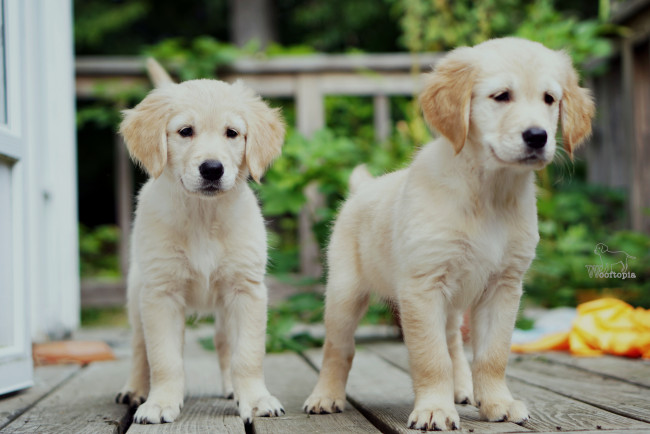 Обои картинки фото животные, собаки, щенки