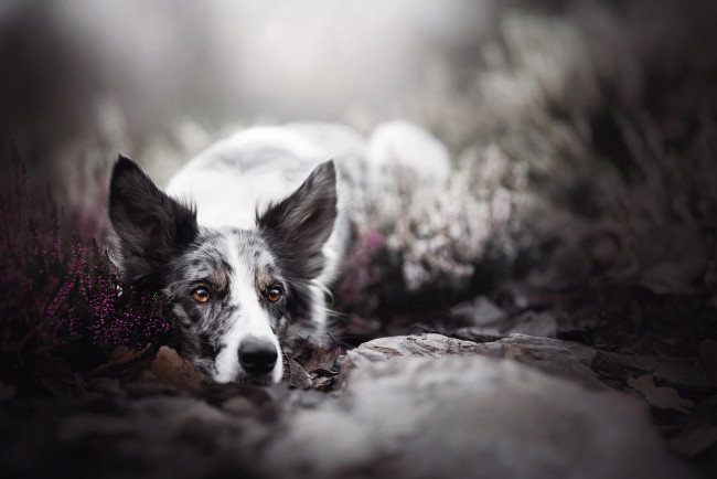 Обои картинки фото животные, собаки, вереск, боке, взгляд, собака