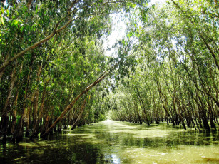 Картинка природа реки озера вода река деревья