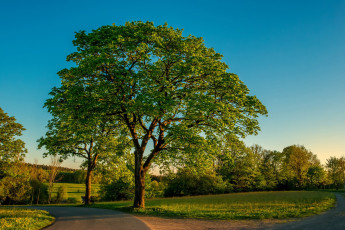 Картинка природа деревья простор