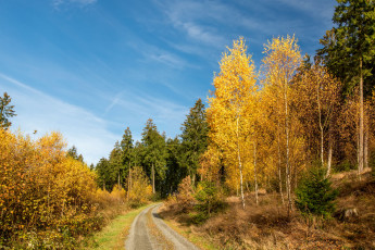 Картинка природа лес простор