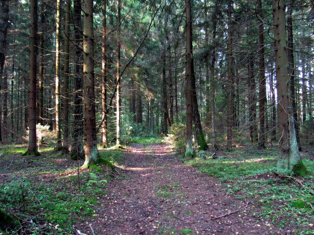 Обои картинки фото природа, лес, сосны