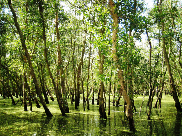 Обои картинки фото природа, реки, озера, река, вода, деревья