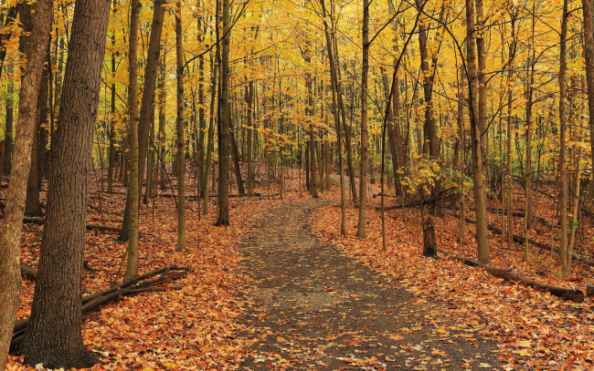 Обои картинки фото природа, лес, осень
