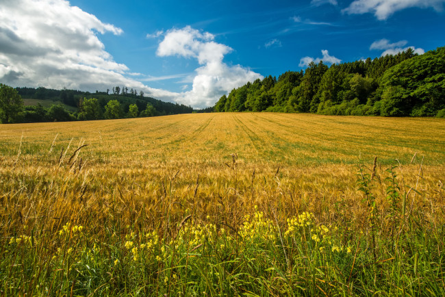 Обои картинки фото природа, поля, простор