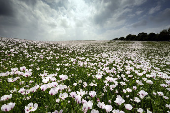Картинка цветы маки луг белые