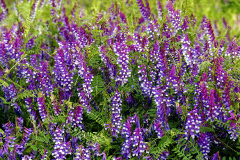 Картинка vicia+villosa вика+косматая цветы vicia villosa вика косматая