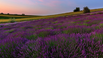 обоя цветы, лаванда, лиловый