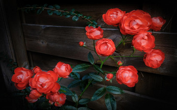 Картинка цветы розы куст