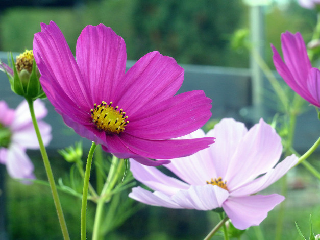 Обои картинки фото цветы, космея, лиловый