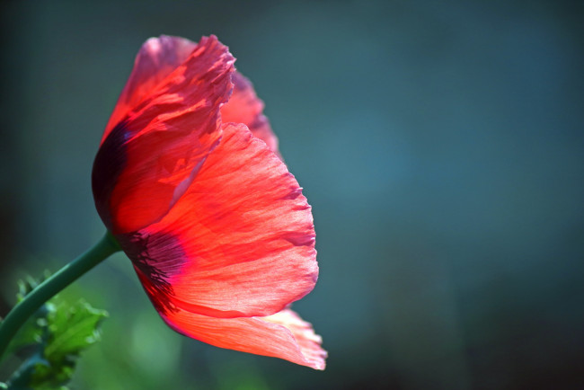 Обои картинки фото цветы, маки, макро, мак, алый