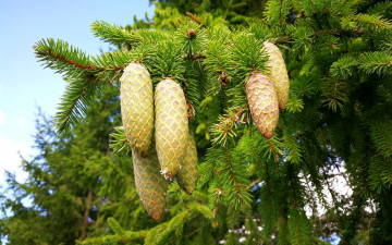 Картинка природа шишки +жёлуди +каштаны