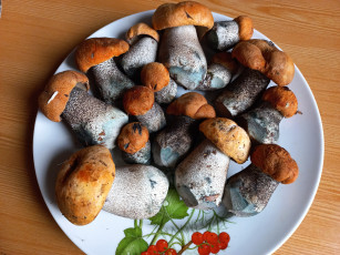 Картинка еда грибы +грибные+блюда свежие лесные подосиновики