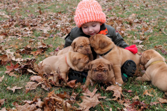 Картинка разное дети ребенок шапка куртка щенки листья лужайка