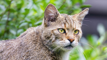 обоя барханный кот, животные, дикие кошки, барханный, кот, животное, фауна, дикая, природа