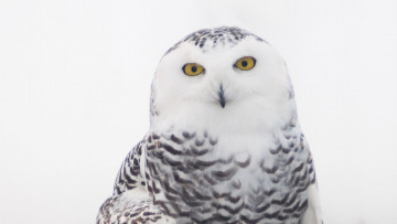 Картинка снежная+сова животные совы сова птица фауна дикая природа