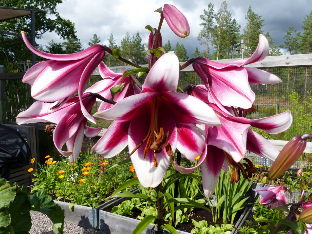 Обои картинки фото цветы, лилии,  лилейники, двухцветные, макро