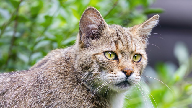 Обои картинки фото барханный кот, животные, дикие кошки, барханный, кот, животное, фауна, дикая, природа