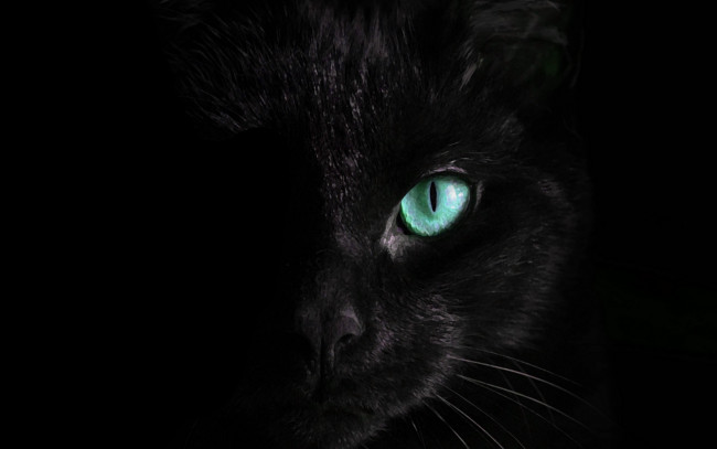 Обои картинки фото черный кот, животные, коты, кот, животное, фауна, взгляд, цвет, глазам