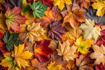 обоя природа, листья, осень