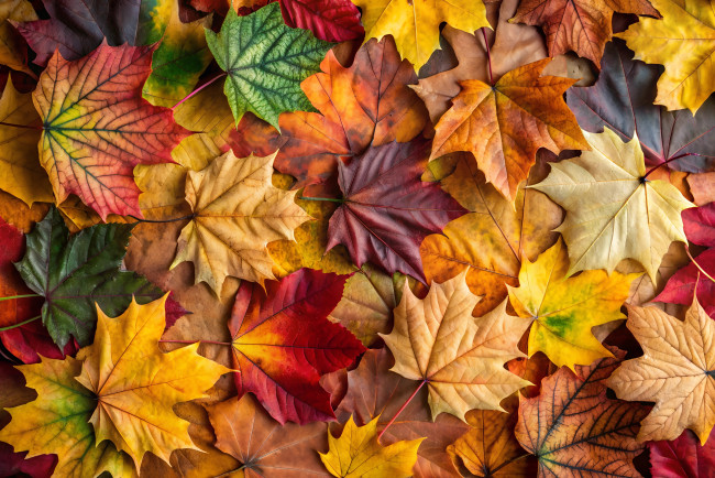 Обои картинки фото природа, листья, осень