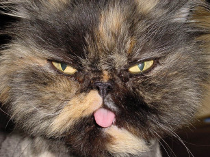 Картинка перс шиншилла животные коты