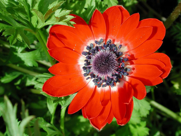 Обои картинки фото цветы, анемоны, адонисы