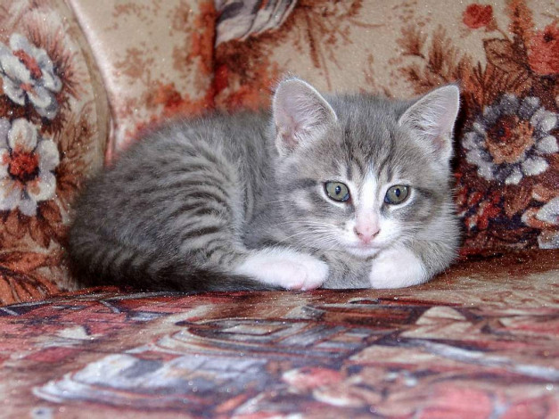 Обои картинки фото котёнок, животные, коты