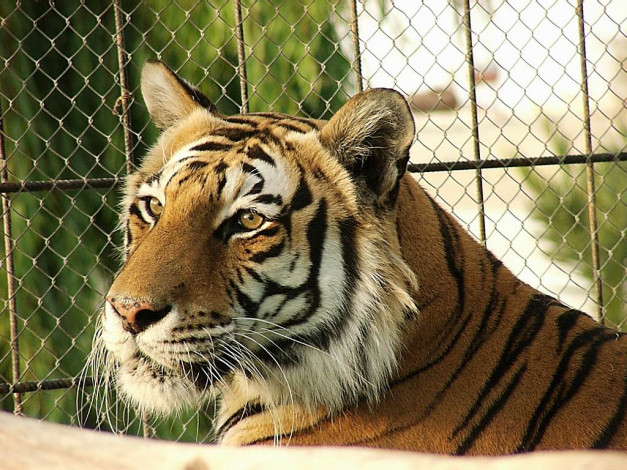 Обои картинки фото тигр, животные, тигры