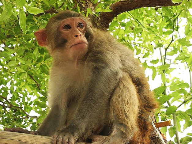 Обои картинки фото животные, обезьяны
