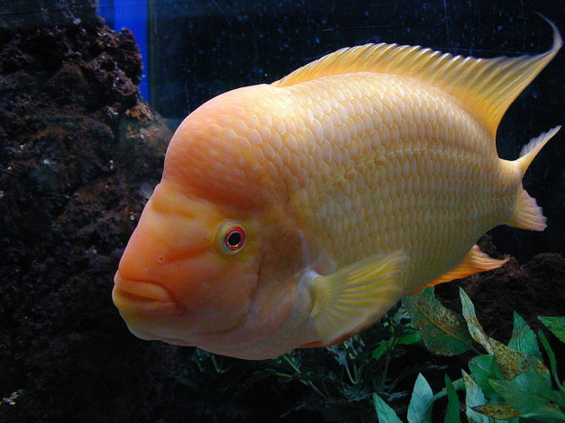 Обои картинки фото животные, рыбы
