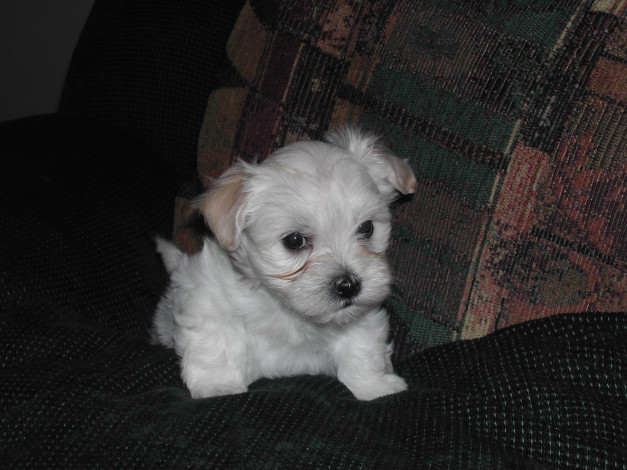 Обои картинки фото животные, собаки