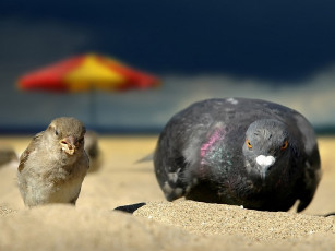 Картинка анатолий кирилов заходи слева животные птицы